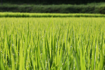 すくすく育つ稲