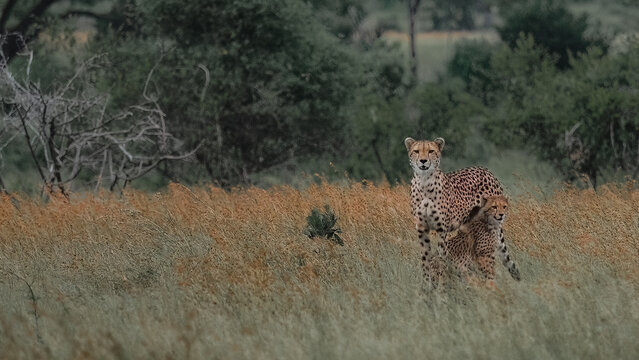 Cheetah and cub in open vield Kruger National Park