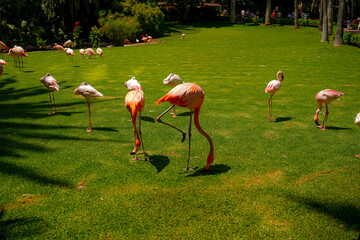 A flock of pink flamingos in a meadow in Loro Parque, Tenerife