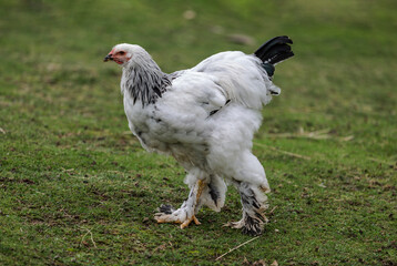A Light Brahma chicken walks on the farm, closeup - 737042236