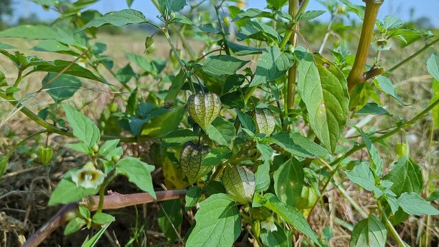 Macro view of bunch of physalis angulata or ciplukan, husk tomatoes hanging in plant