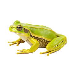 Obraz premium Green frog isolated on white and transparent background. Ideal for use in advertising. Generative ai