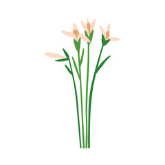 Spring flowers. Field floral plants. Natural summer wild blooms, stems, leaf. Delicate fragile gentle meadow flora. Charming wildflowers. Flat vector illustration isolated on white background