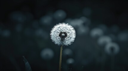 White dandelion on dark. Generative AI