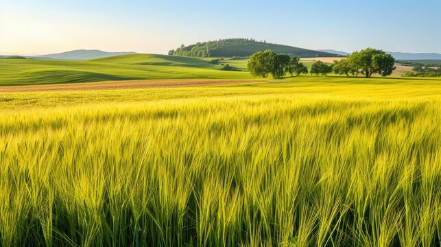 Wheat field in summer. Generative AI