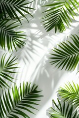 green palm leaf branches on white background
