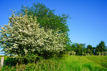 Hawthorn blossom flowering in the spring
