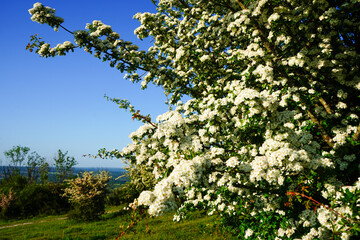 Hawthorn blossom flowering in the spring