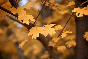 Autumn yellow maple leaves background with bokeh 