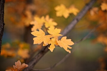 Naklejka na ściany i meble Autumn yellow maple leaves background with bokeh 
