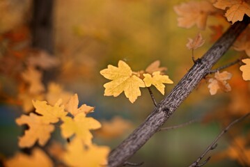 Autumn yellow maple leaves background with bokeh 