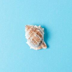 Seashell on pastel blue background. Summer minimal concept.