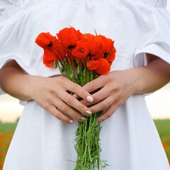 Close up female hands holding a bouquet of red poppies