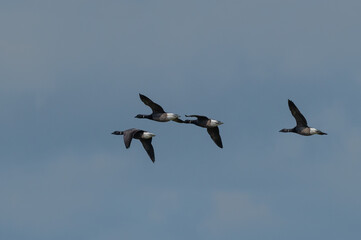 Branta bernicla - Brant Goose - Bernache cravant