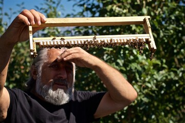 Senior beekeeper  holds the Bee frame with honey