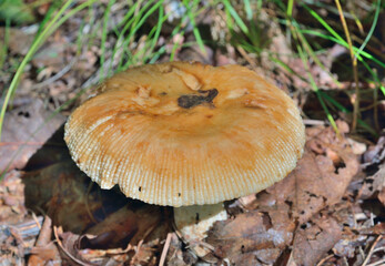 Edible mushroom (Russula foetens) - obrazy, fototapety, plakaty