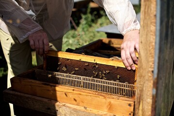 Female hands holds the Bee frame with honey 