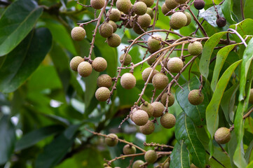 Fototapeta premium Longan ripe fruits (Dimocarpus longan) on the tree, in shallow focus