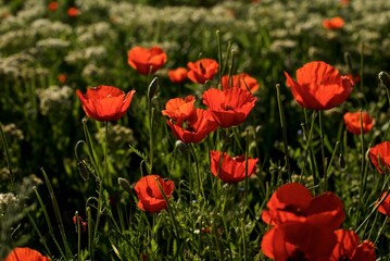 Beautiful natural background of red poppy flowers  on the poppy field in the golden hour 