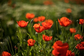 Beautiful natural background of red poppy flowers  on the poppy field in the golden hour 