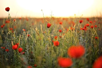 Beautiful natural background of red poppy flowers  on the poppy field in the golden hour 