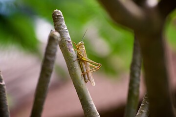Close up photo of a zoomed Grasshopper sitting on the leaf 