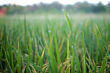Natural background of green rice field in the morning dew