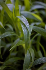 Natural background of green rice in the morning dew