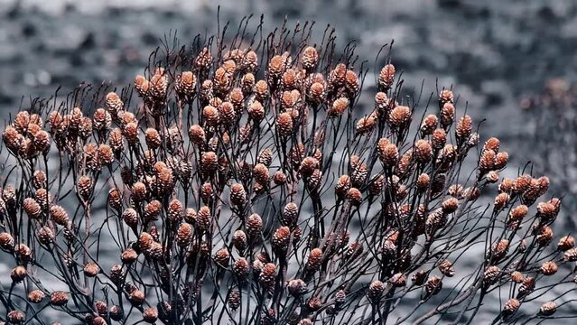 Burnt protea bush with buds after a veld fire in South Africa with a devastated grey background