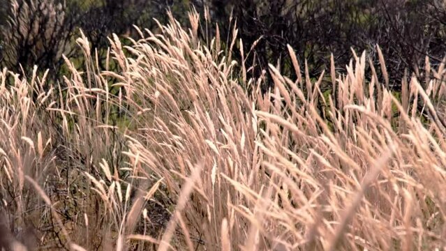 Dry grass growing on a field and blowing in the wind