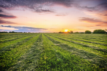 Sunset at cultivated land in the countryside on a spring evening with cloudy sky background....