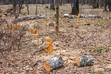 Sanitary cut of trees in the forest