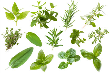 
set of herbs isolated on white background
