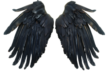 black angel wings with feathers isolated on background.