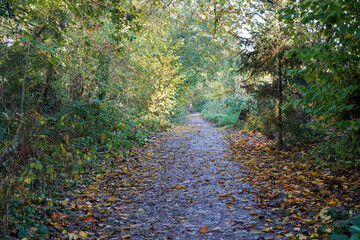 Footpath in the middle of woodland covered in trees