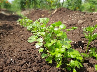 closeup of cilantro plant in farm
