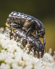 Beetle with its partner on a flower