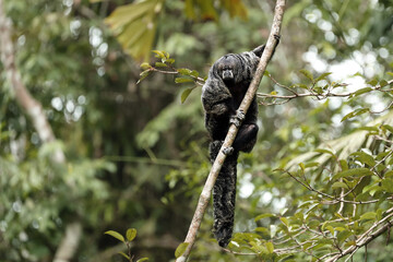 Miller's saki (Pithecia milleri), also known as Miller's monk saki. A rare South American monkey in the natural habitat of Amazonia. A very rare sighting of a rare monkey species.
