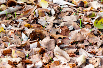 evocative forest with typical autumnal yellow leaves