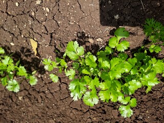shot from above of coriander plant growing in soil