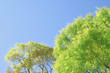 青空と青々とした木