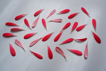 Beautiful pink poppy flower petals composition on white background. Floral background.