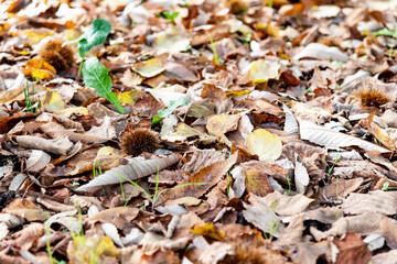 evocative forest with typical autumnal yellow leaves