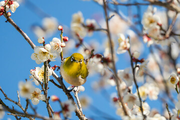 白い梅の花とメジロ