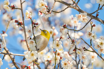 白い梅の花とメジロ