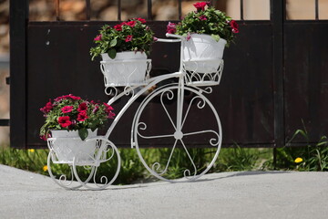 Fototapeta na wymiar Vintage white unicycle frame supporting flower pots containing Petunia atkinsiana blooms, central square of town. Vevchani-Nort Macedonia-357