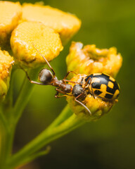 Ant sitting on a flower
