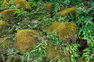 苔の生えた岩　夏山ハイキング