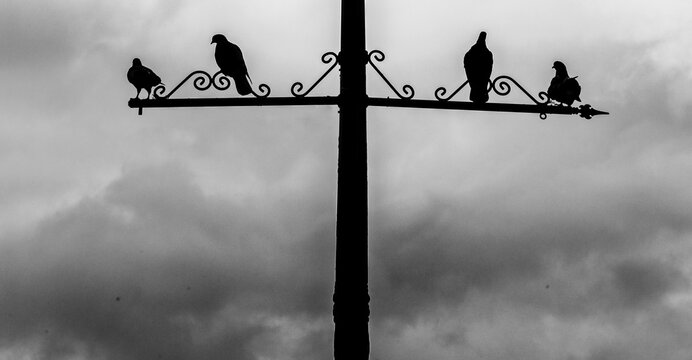 Pigeons resting on wrought iron streetlight in Sanlucar de Barrameda, Cadiz
