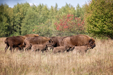 European bison family 